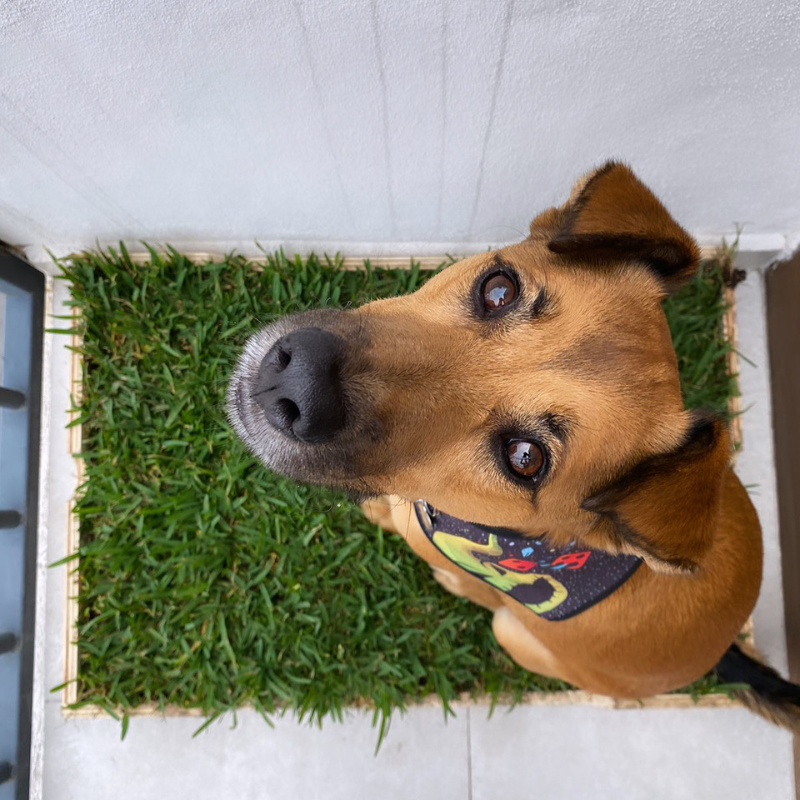 GrassBox completo con base y pasto natural para perros
