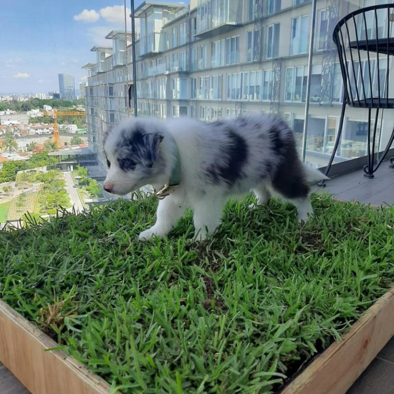 GrassBox sanitario natural para perros con pasto real en México