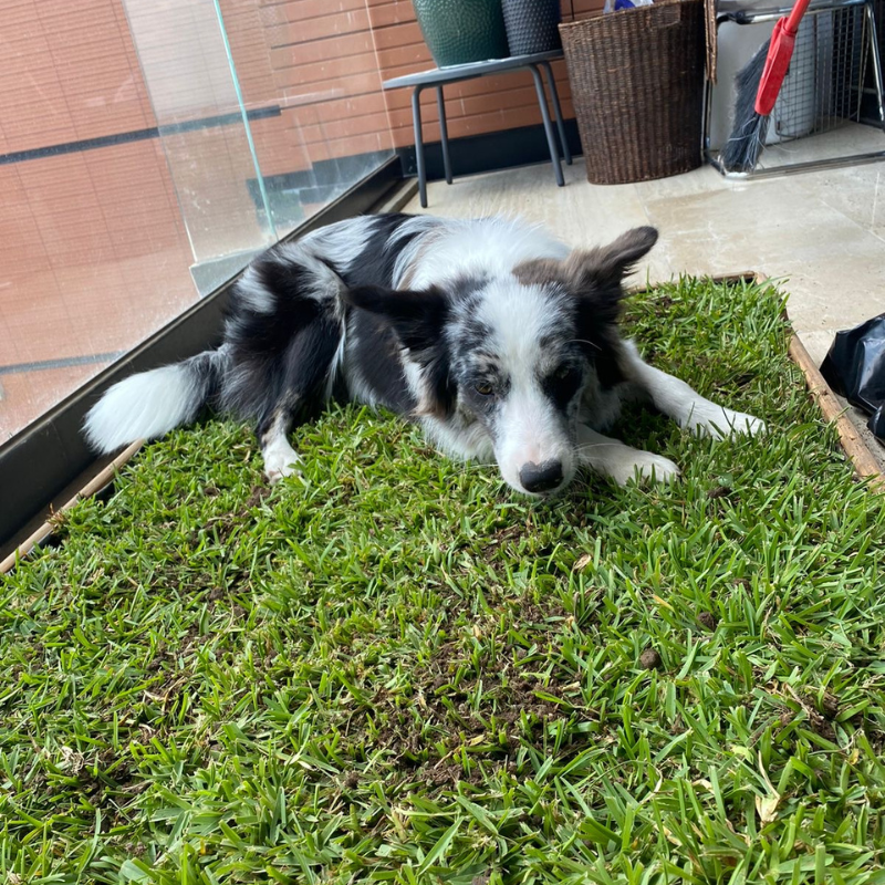 Pasto natural real utilizado en GrassBox para perros