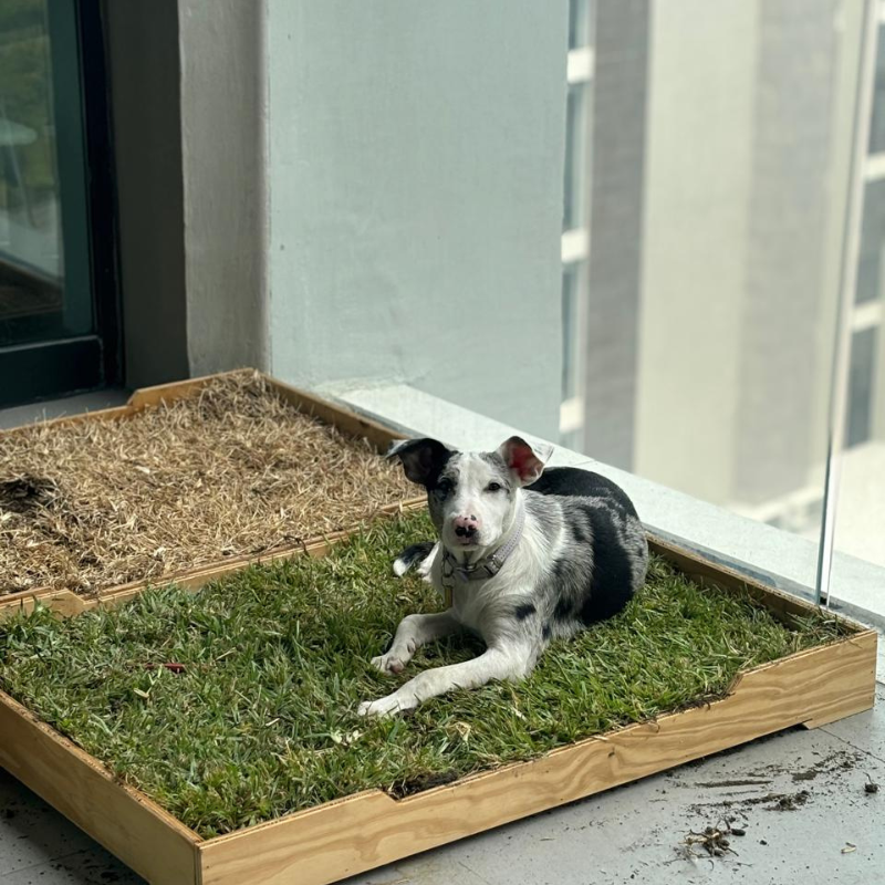 Comparación de pasto usado y pasto fresco para GrassBox