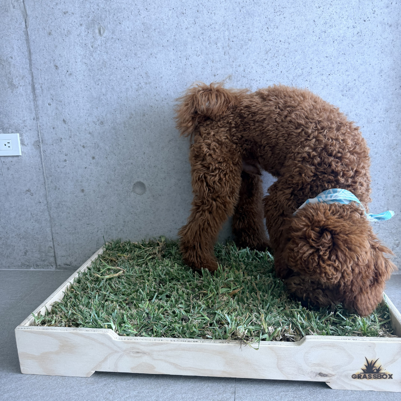 Perro junto a GrassBox para elegir el tamaño correcto