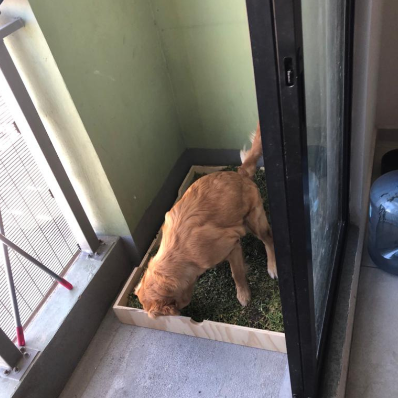 Perro usando un GrassBox amplio y cómodo