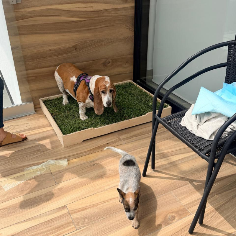 Perro usando GrassBox como sanitario natural en casa